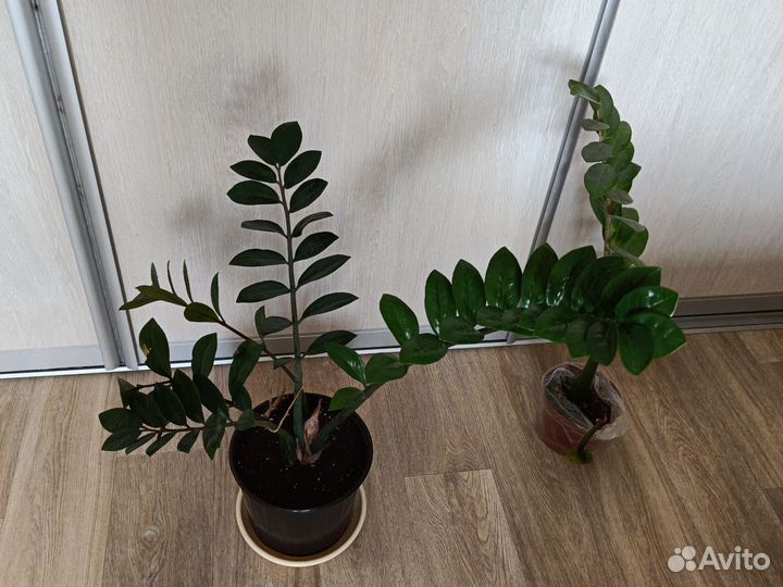 Замиокулькас