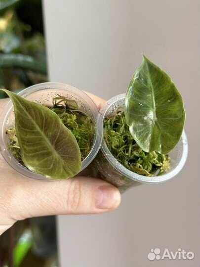 Алоказия блек вельвет, регал шилдс,пинк дракон