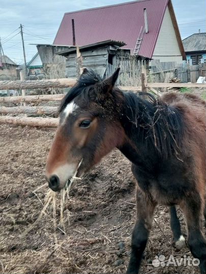 Продам жеребчека 1год