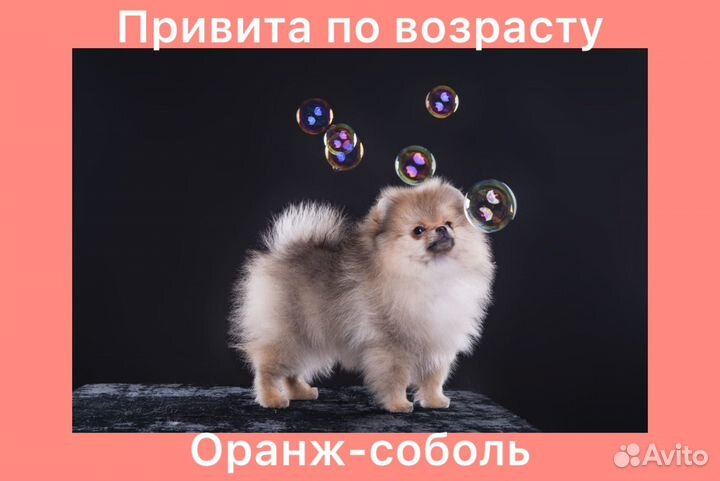 Шпиц мини. Показываем родителей