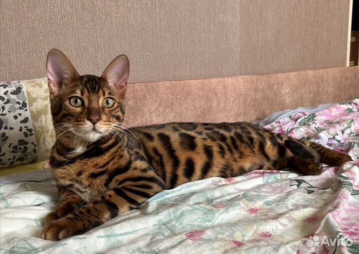 Бенгальский кот