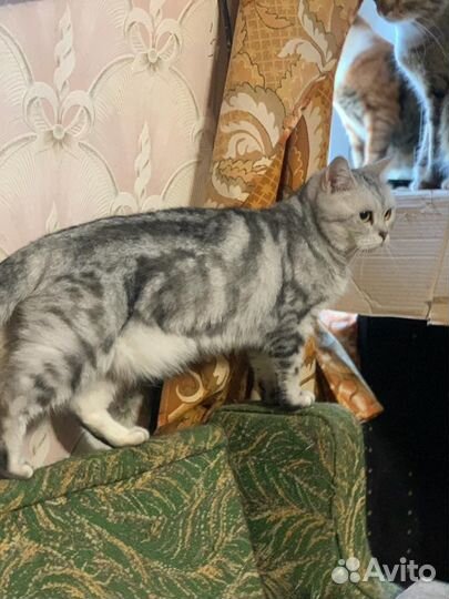 Шотландская кошка