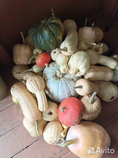 Семена тыквы