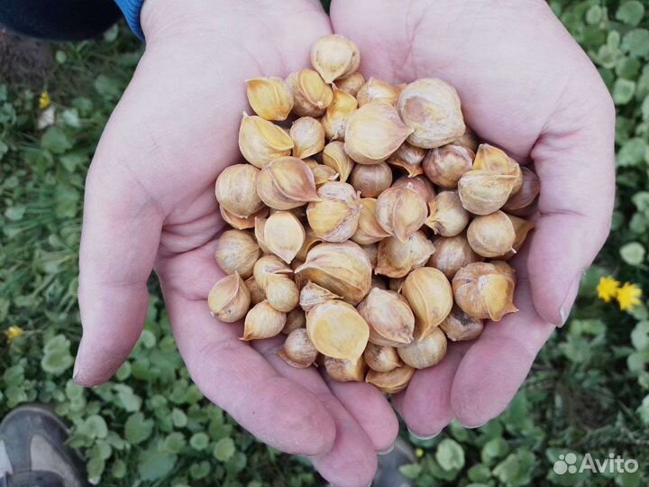 Чеснок рокамболь