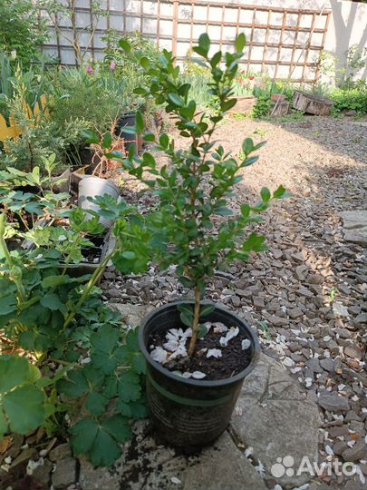 Растения для сада