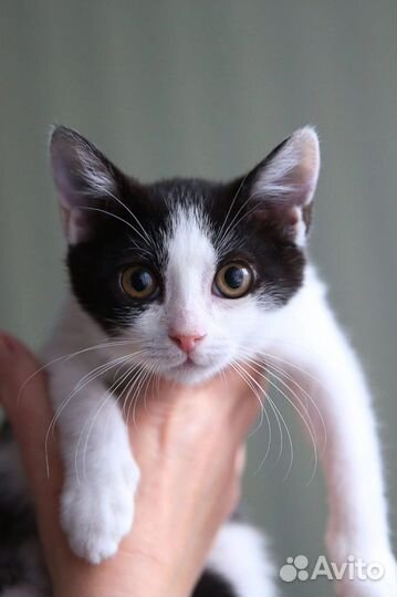 Малышка 2,5 месяца ищет, маму