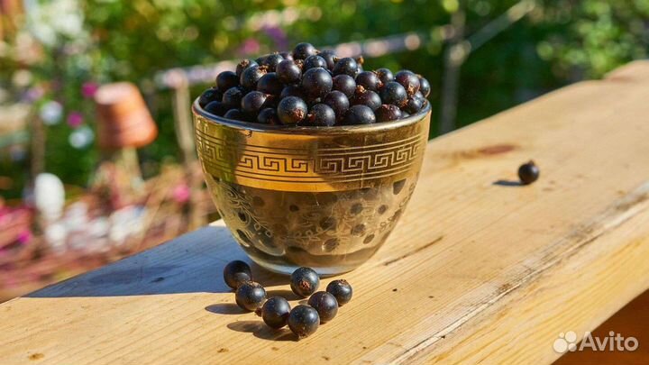 Малина, Смородина