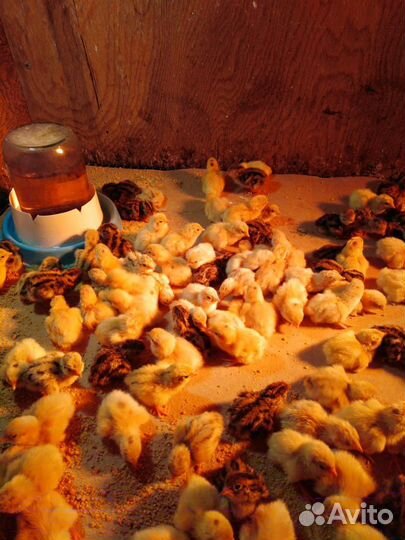 Перепела суточные