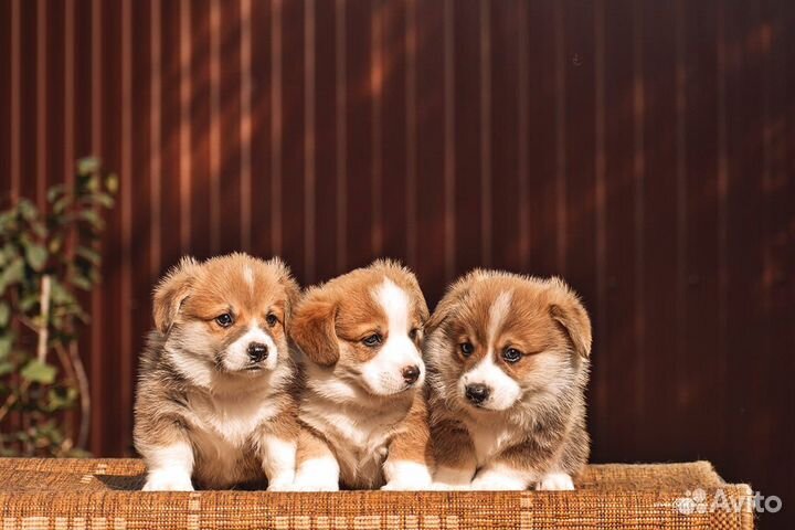 Щенки