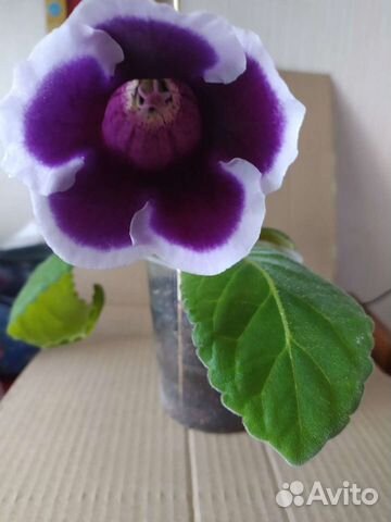 Глоксиния цветущая