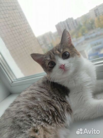 Котейка