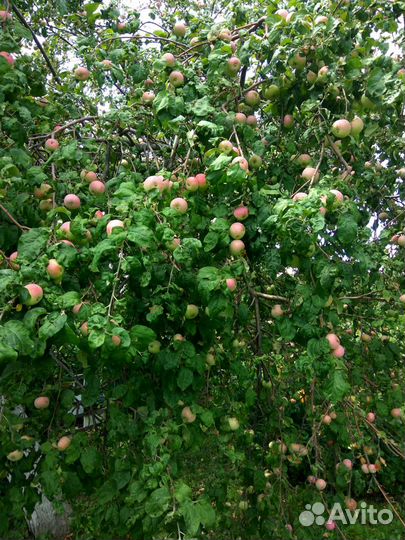 Продаю яблоки