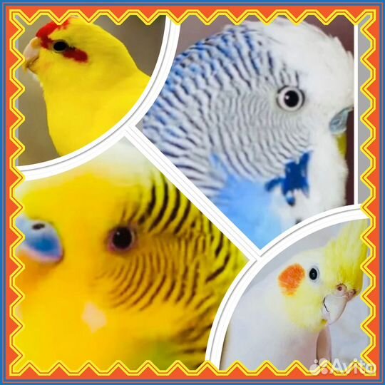 Волнистый попугай,какарик, корелла