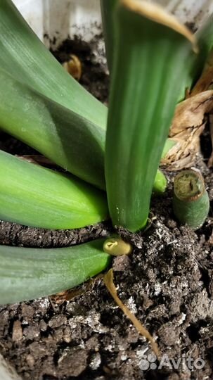 Продается замиокулькас