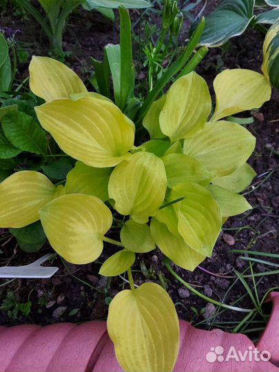 Хосты сортовые