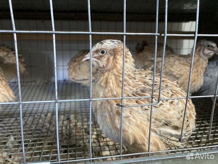 Самцы перепелов породы Феникс золотистый