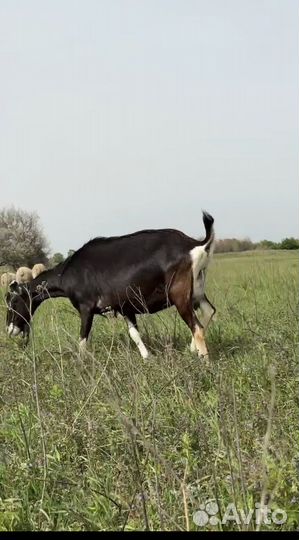 Альпийские козы с документами