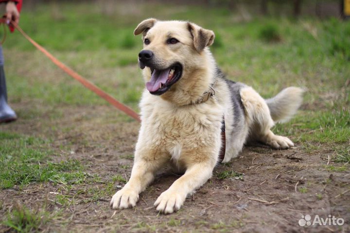 Собака в добрые руки