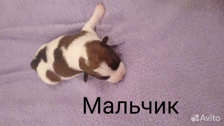 Щенки джек Рассел терьер