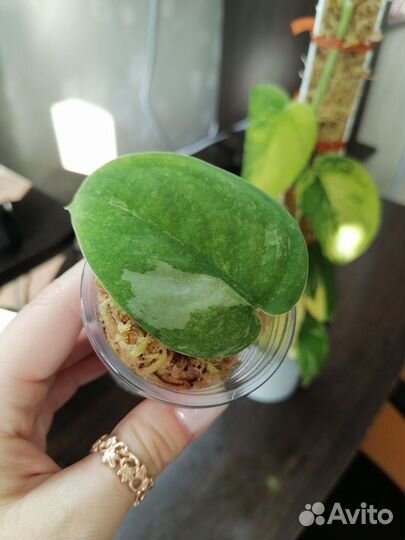 Сциндапсус мангурай