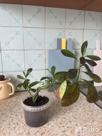 Синадениум Рубба