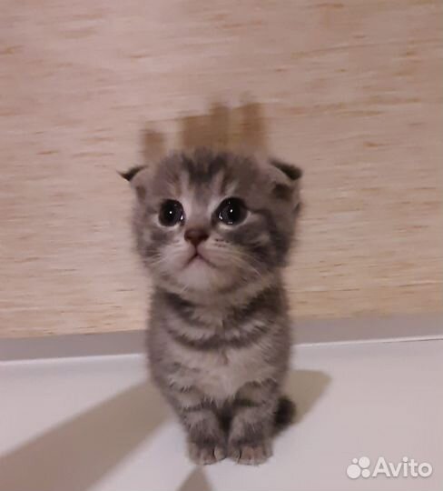 Шотландская вислоухая