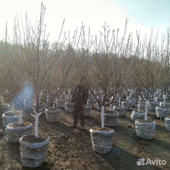 Деревья крупномеры плодовые