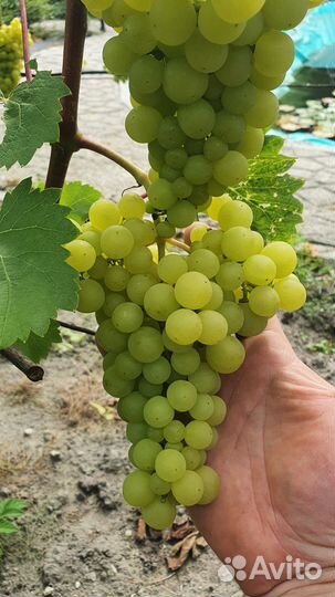 Укоренённые черенки и саженцы винограда