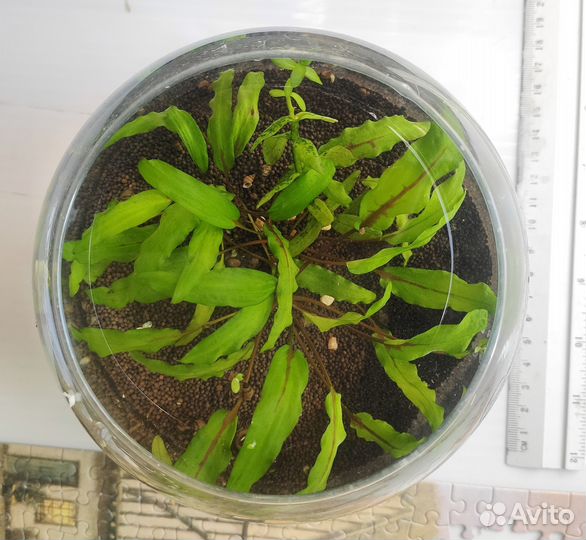 Аквариумные растения и креветки черри