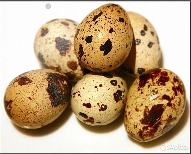 Перепелиные яйца