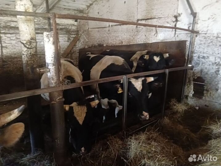 Быки на мясо живым весом