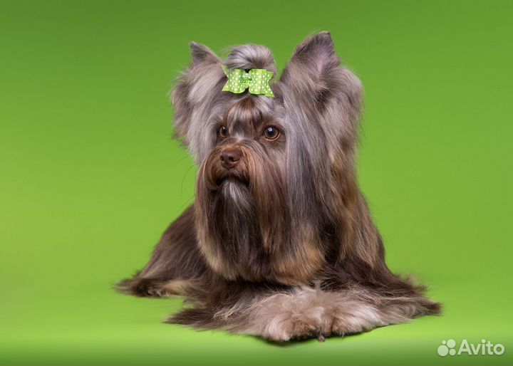 Шоколадный йорк Вязка