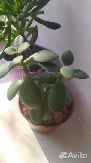 Крассула хоббит толстянка денежное дерево