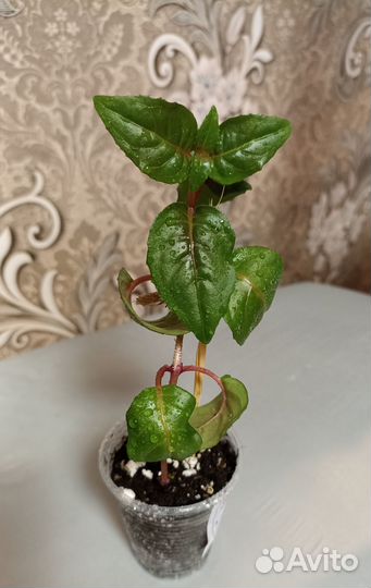 Комнатные растения