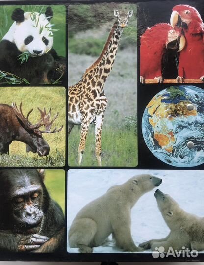 Энциклопедия для детей