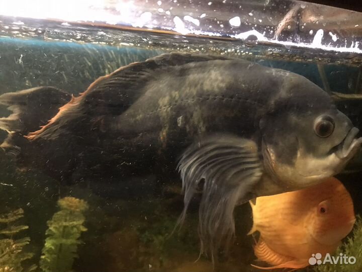 Астронотус вуалевый