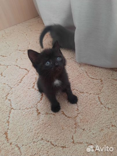 Котенок бесплатно