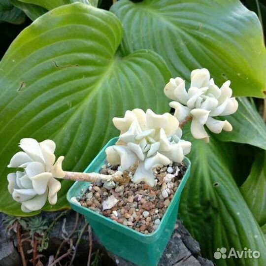 Суккуленты для флорариума