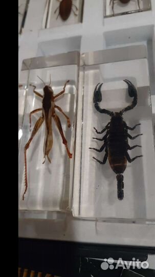 Коллекция насекомых в стекле