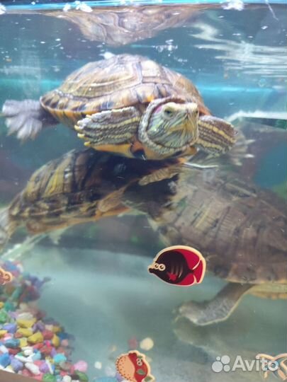 Черепаха