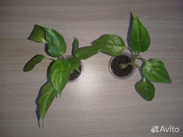 Отдам даром цветы