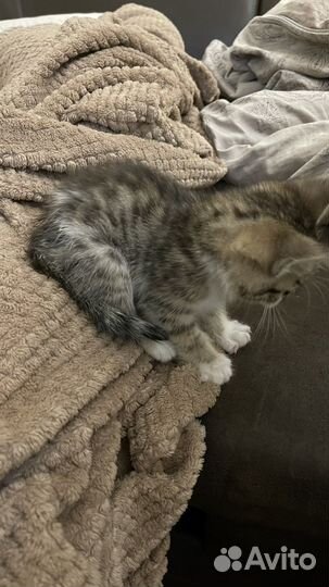 Котенок мальчик в добрые руки