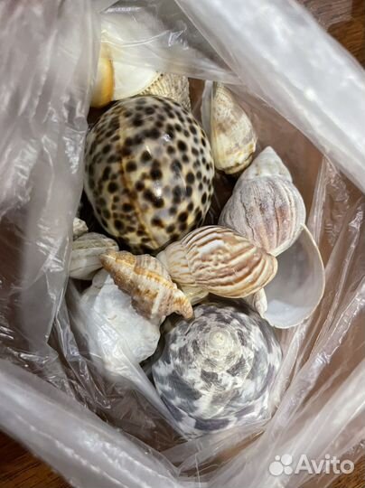 Морские ракушки раковины