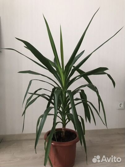 Пальма Юкка