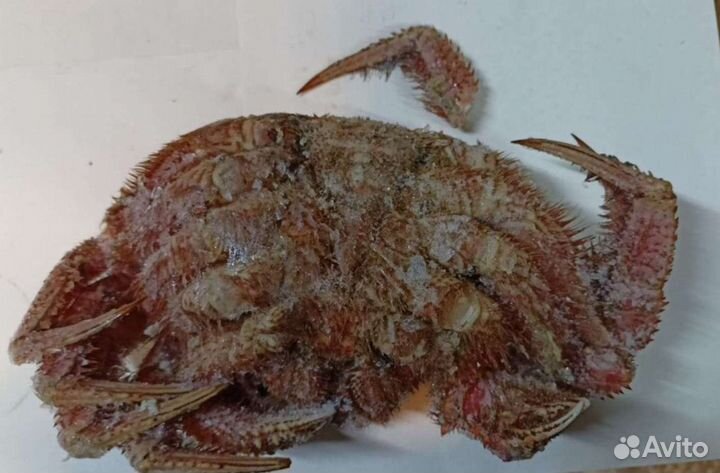 Краб волосатик лом