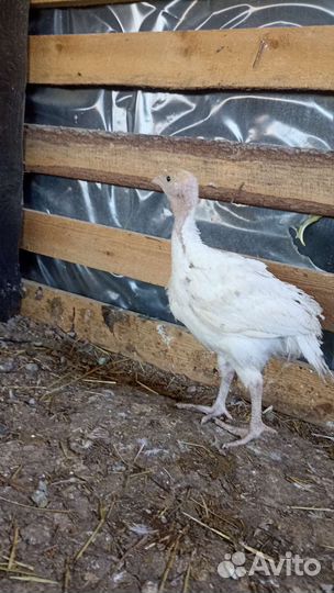 Индюшата биг 6