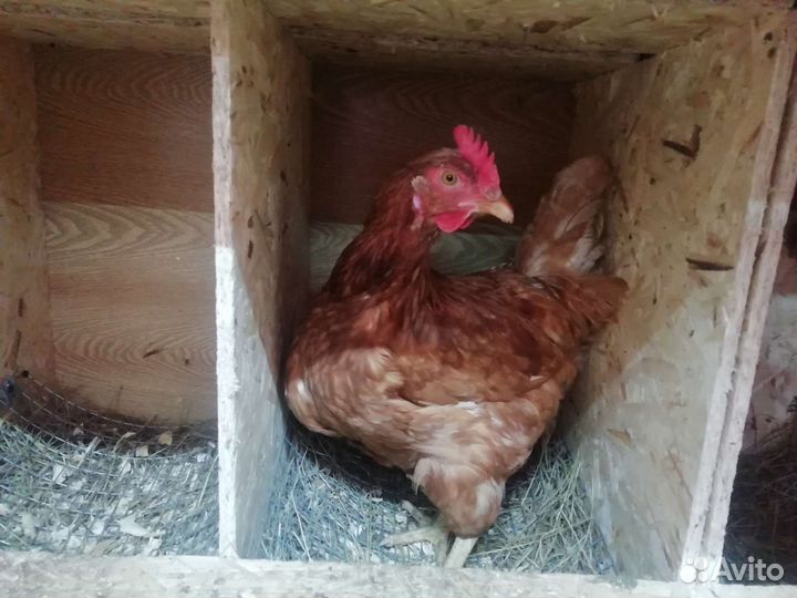 Домашние куриные яйца