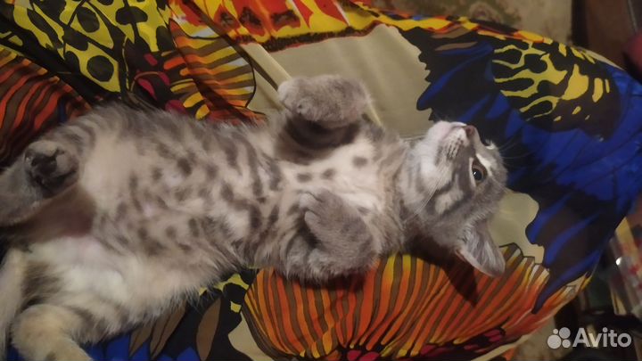 Британская кошечка