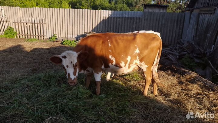 Продается телка