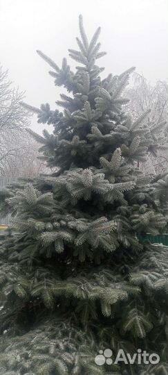 Ель голубая